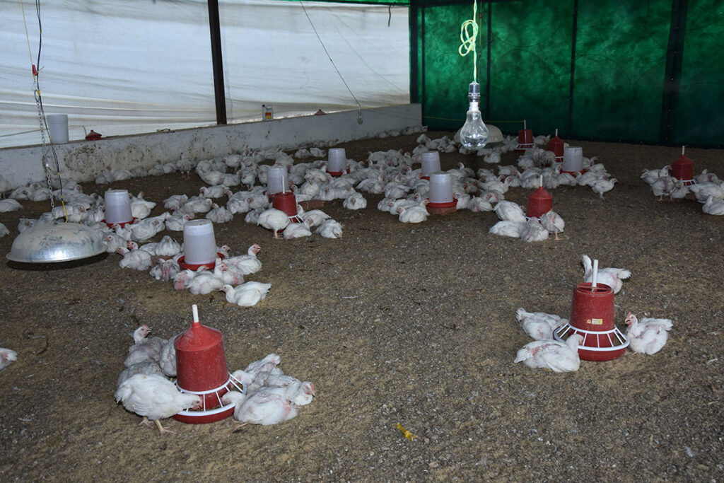 Best B.V.Sc. and A.H. Veterinary College India Rajasthan SVC